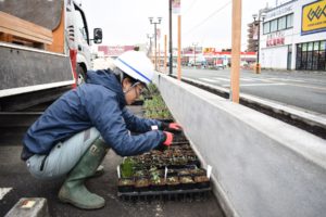 サンロードシティ熊本　植えられる前の苗