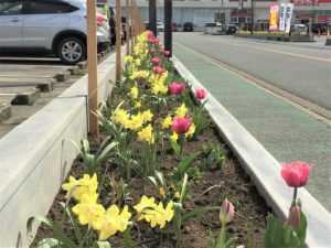 3月19日　球根植物（チューリップやスイセン）の開花２