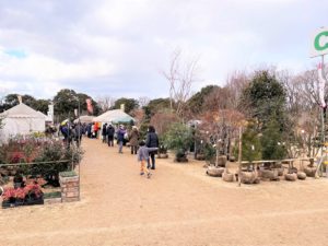 熊本カントリーパーク　販売中の植木